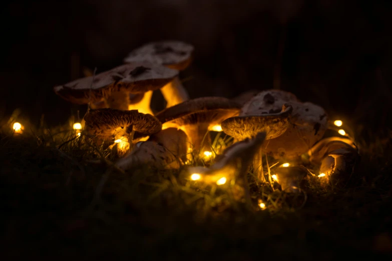 many mushrooms with lights are growing out of the grass