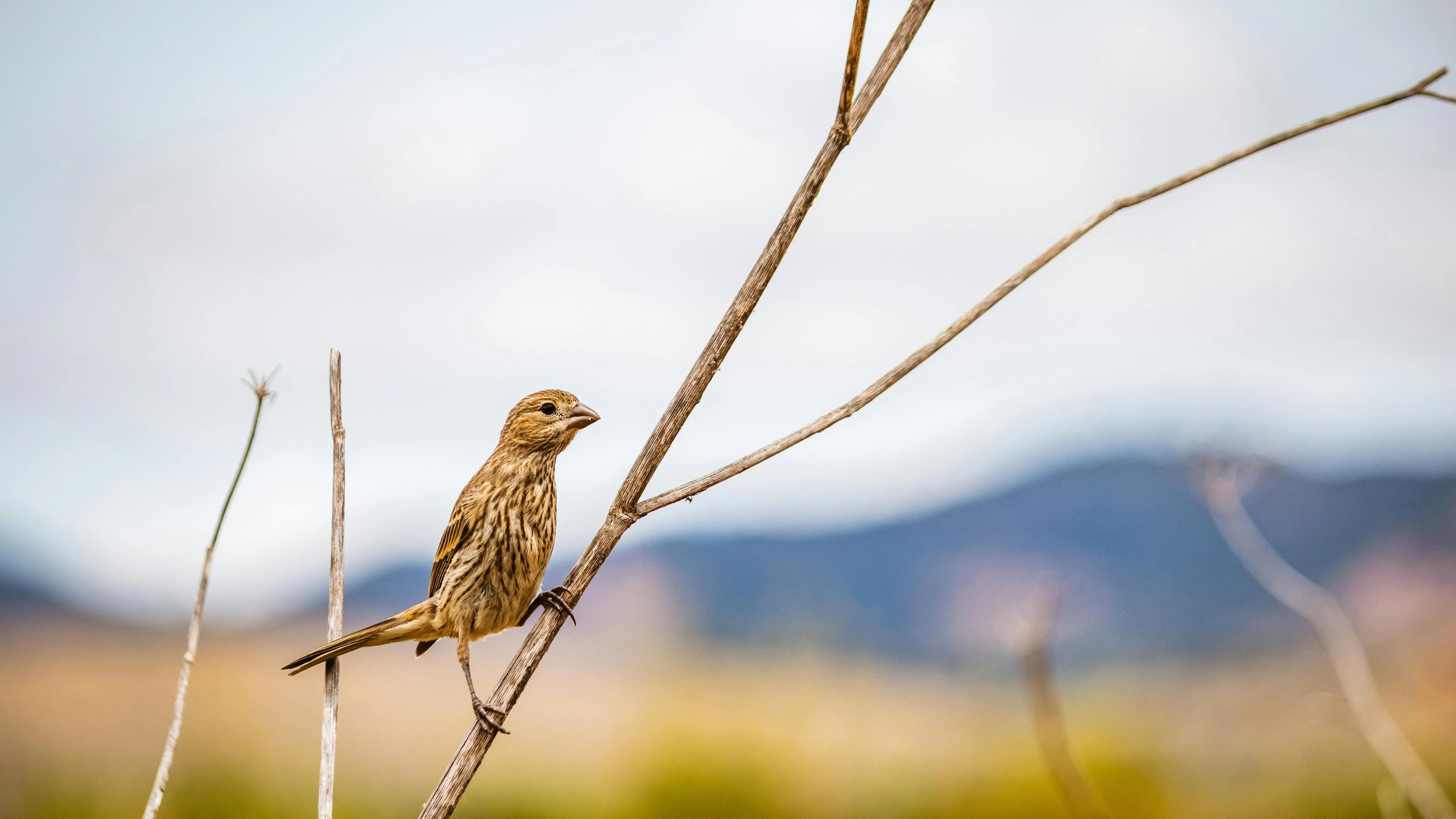 a bird perched on top of a dry nch