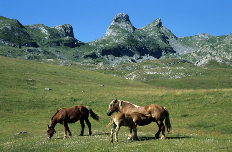 horses are grazing in the middle of an open field