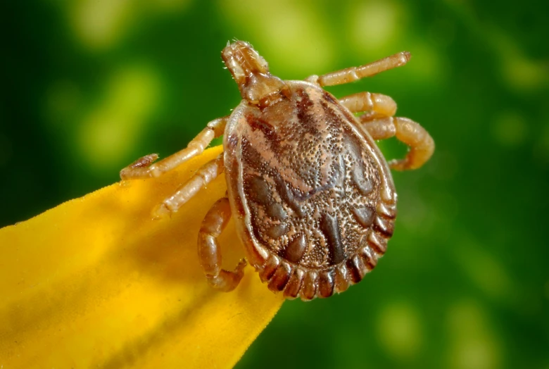 a bed bug on top of a yellow flower