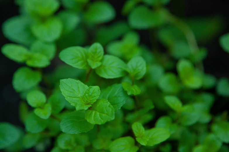 the close up of the leaves of a plant