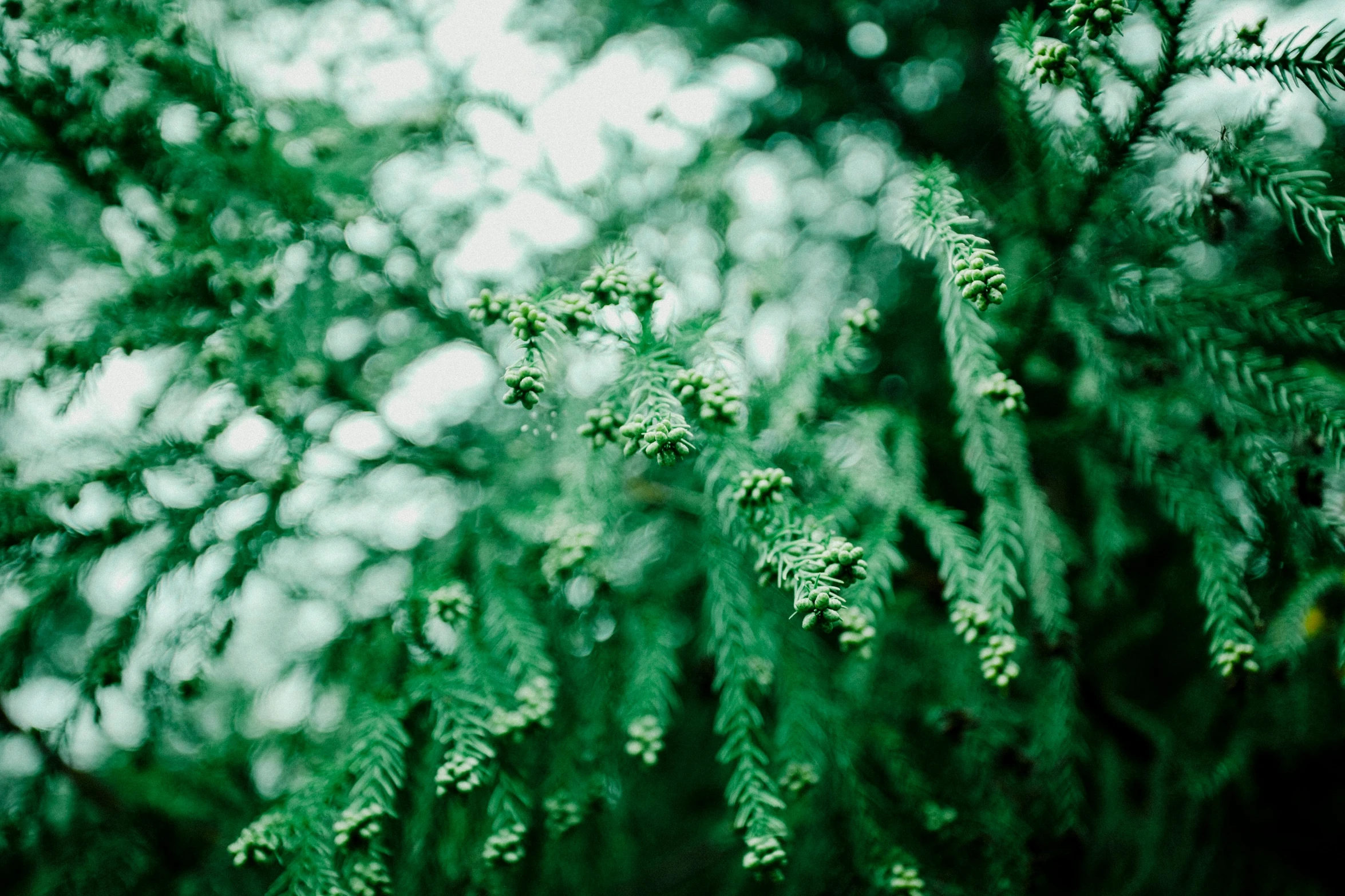 a close up view of a green tree with lots of leaves