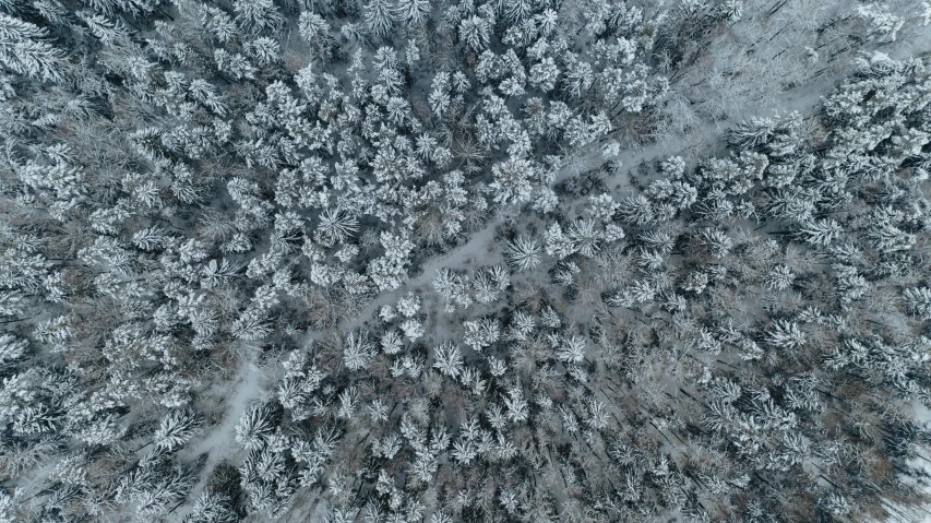 trees are covered in snow from the sky