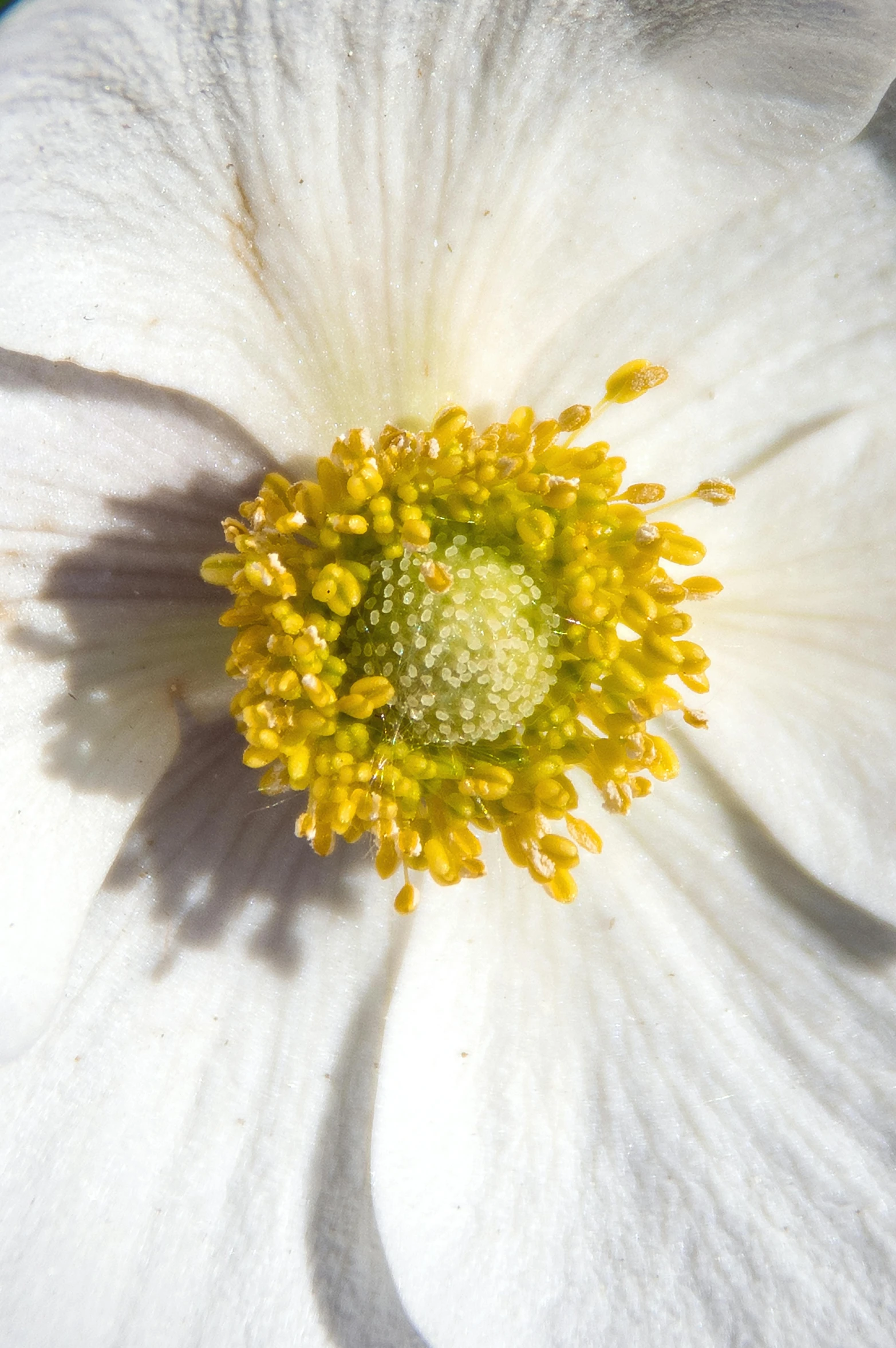 a closeup of a white flower with yellow pollen