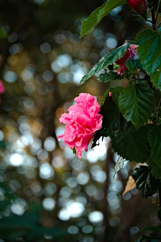 pink flowers and green leaves are shown in this image