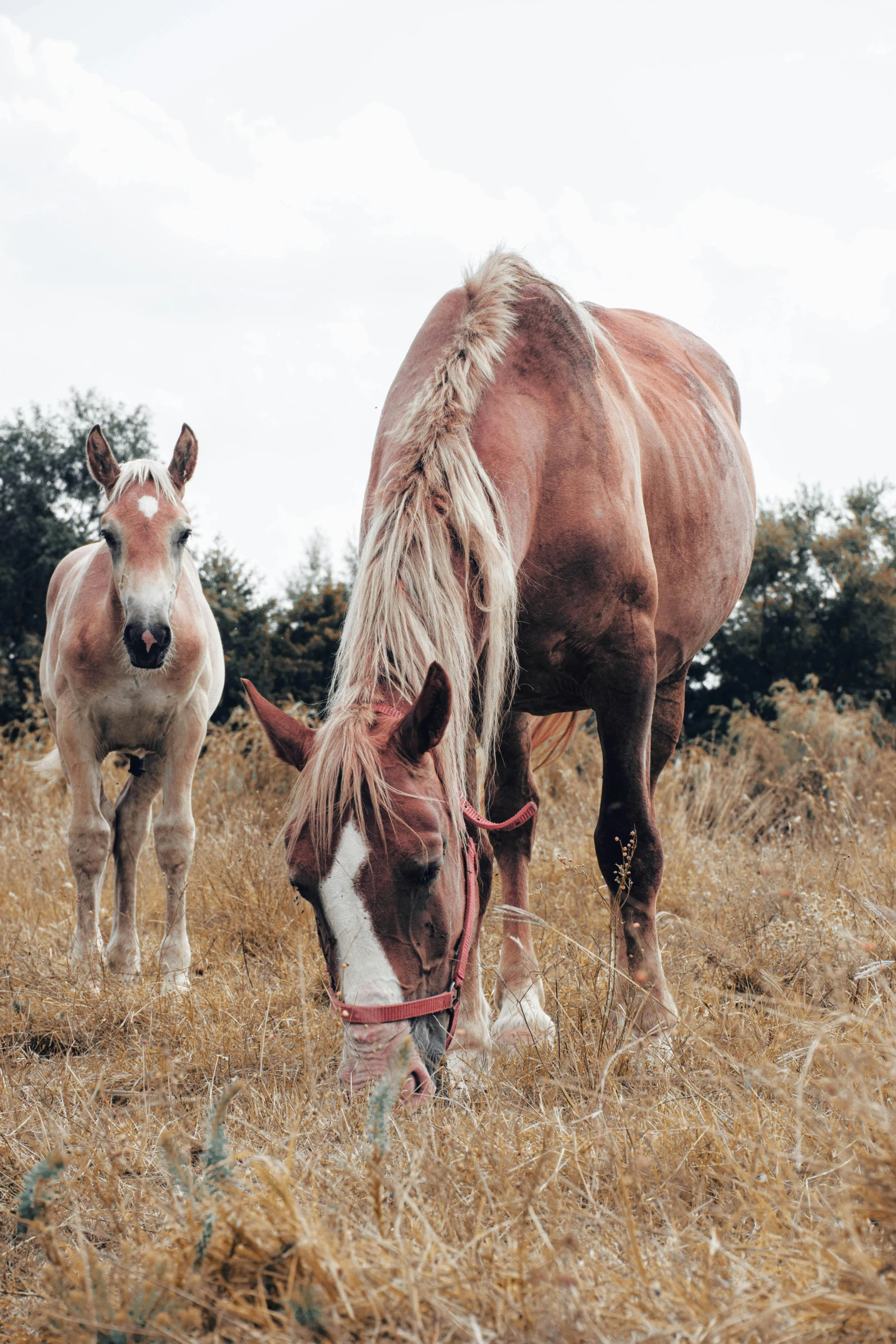 two horses grazing in a field with trees