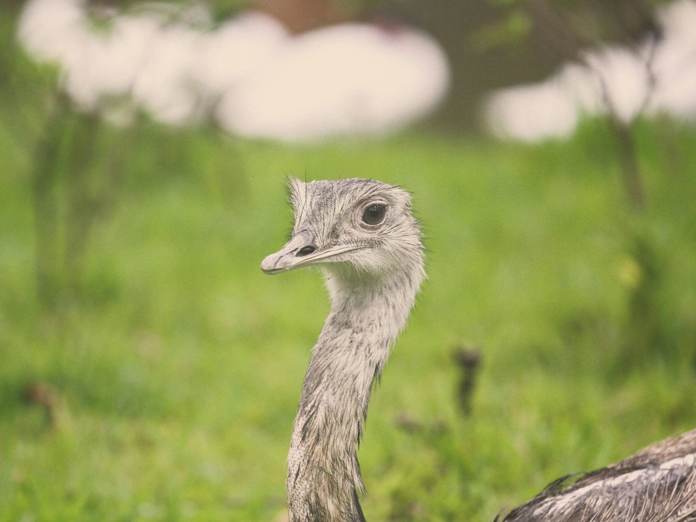 an ostrich looks intently in the distance