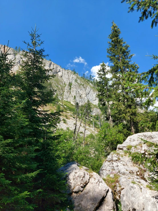 trees on the side of a mountain with a sky background