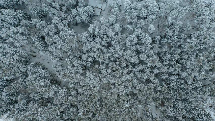 a road in the middle of some snow covered trees