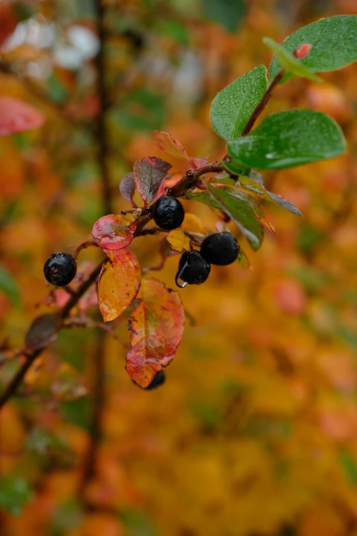 a small nch of some sort with tiny berries