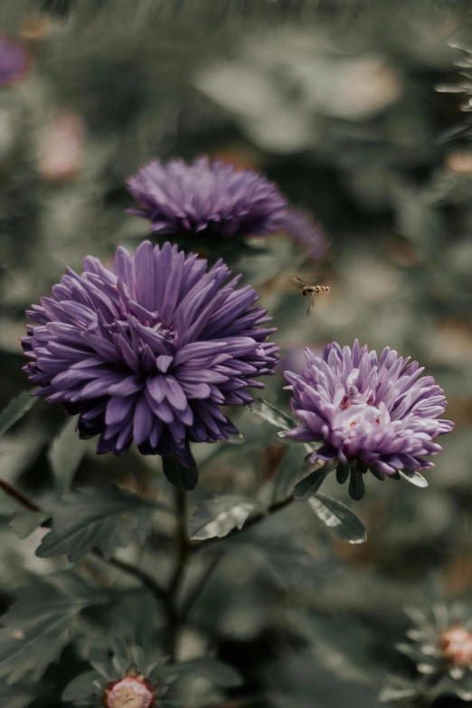 there is a flower with purple petals near other flowers