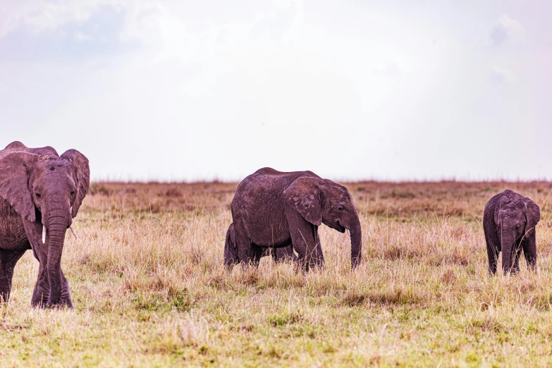 three elephants walking through the wild grass during the day