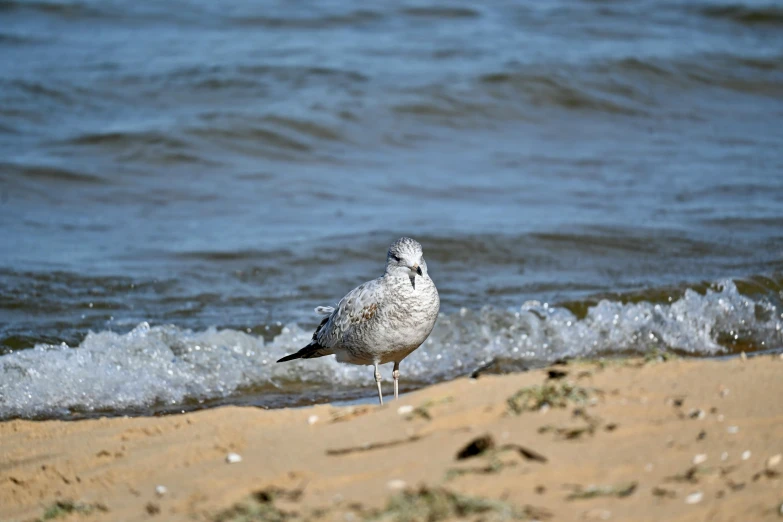 a bird stands at the edge of the sand on a beach