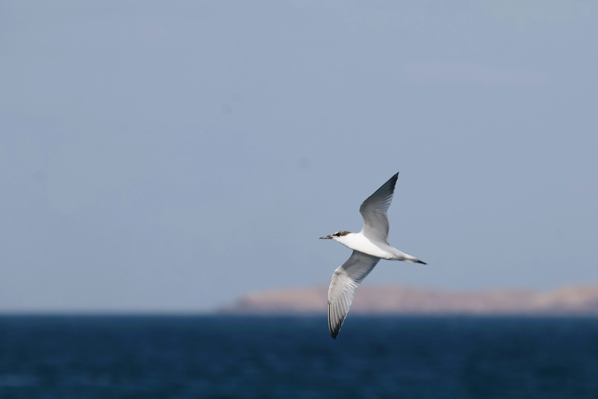 a seagull flying over the ocean near a small boat