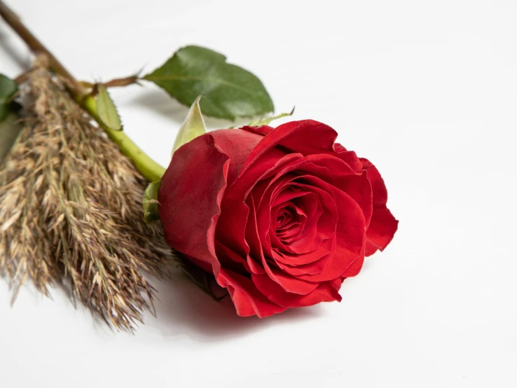 a single red rose sits alone on a white background