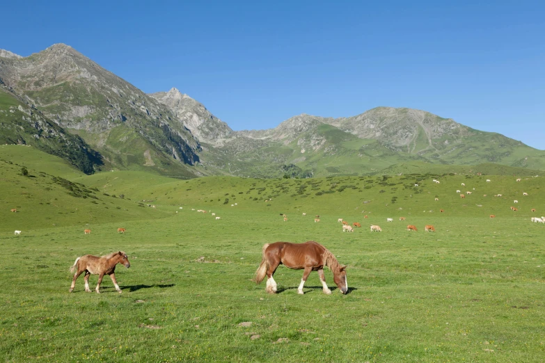 a brown and white horse standing in a field