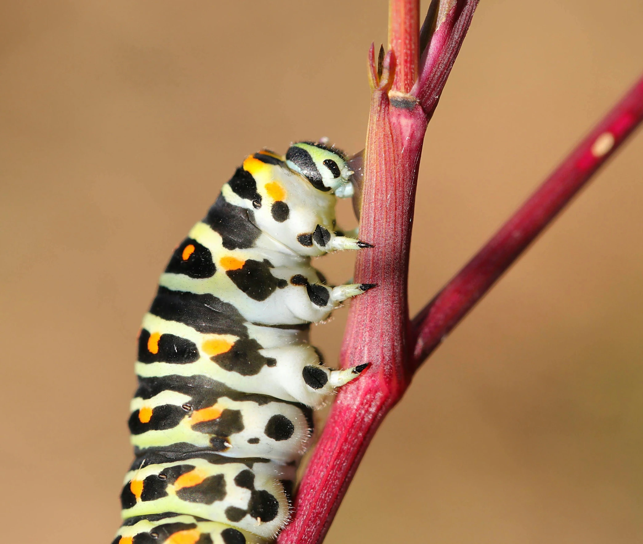 two colorful caterpillars are climbing from a flower nch