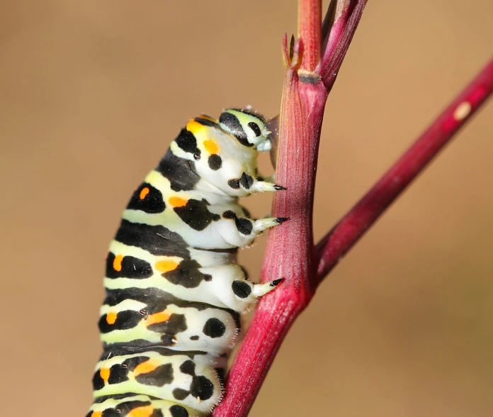 two colorful caterpillars are climbing from a flower nch