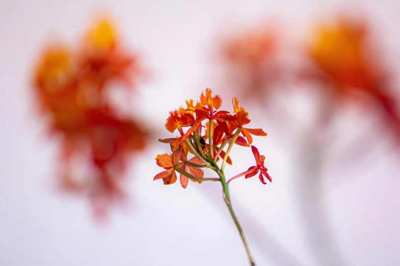 an orange flower is in the foreground and the background