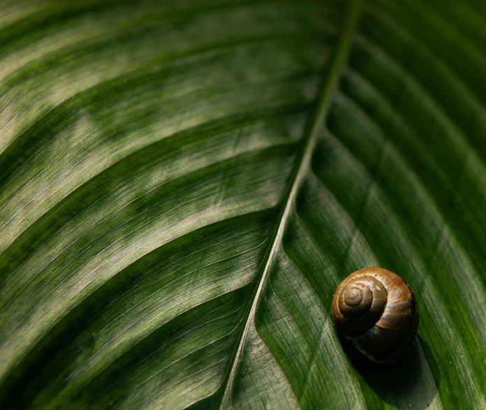 a snail crawling across a green leaf