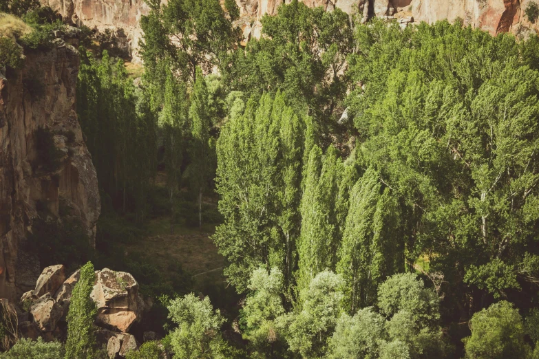 a forest filled with lush green trees next to a cliff