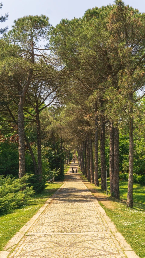 a gravel road running under a cluster of tall trees