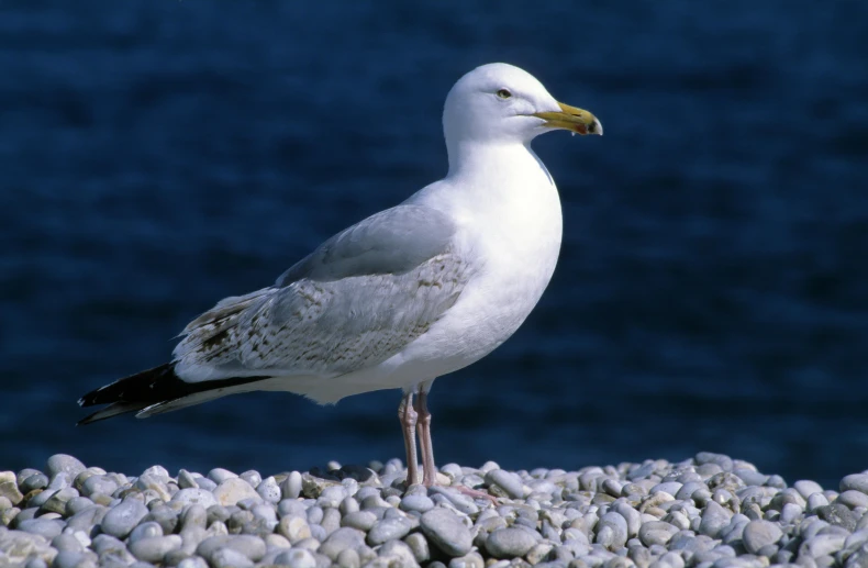 a seagull is standing on the beach with its legs crossed