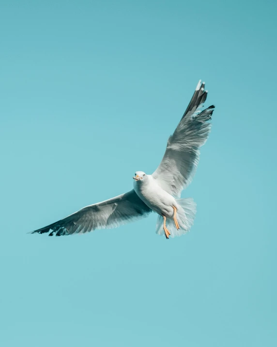 a seagull flying through the sky in an open field