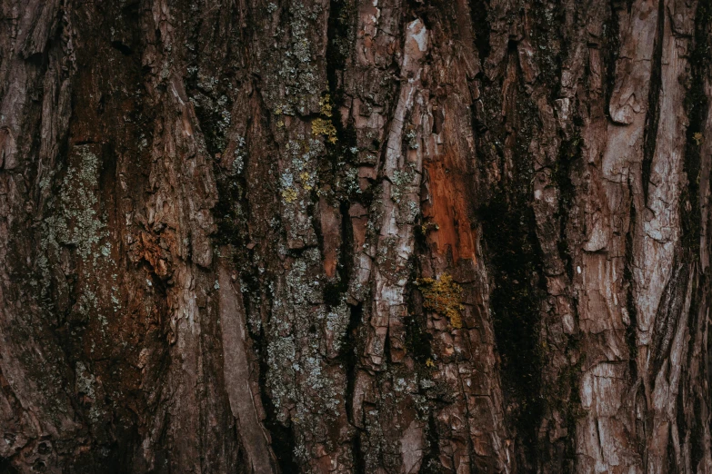 large brown tree with mossy bark and trees around it