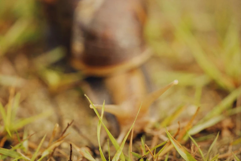 a baby shoe laying in the grass with its toe up