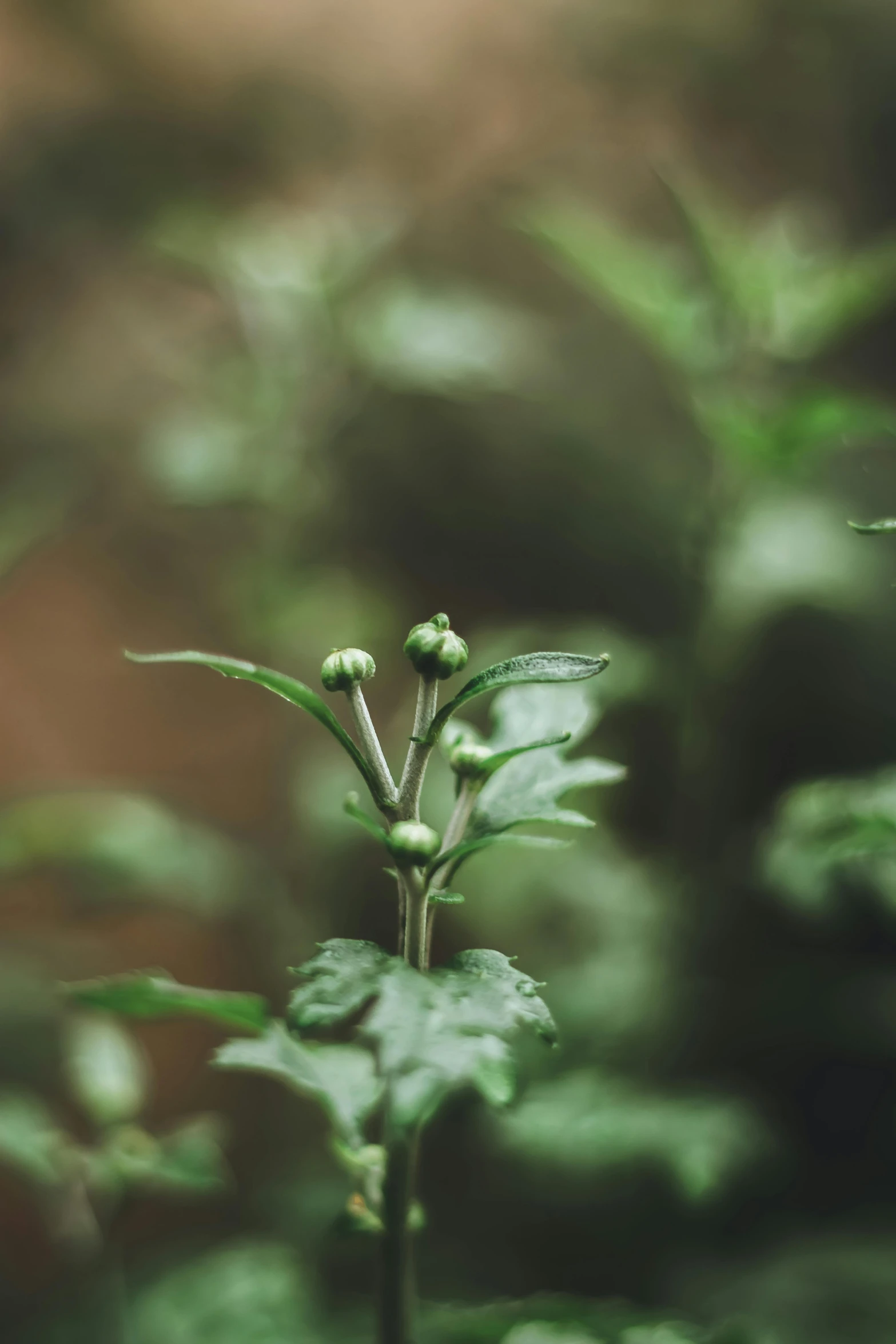 an up close picture of a sprout