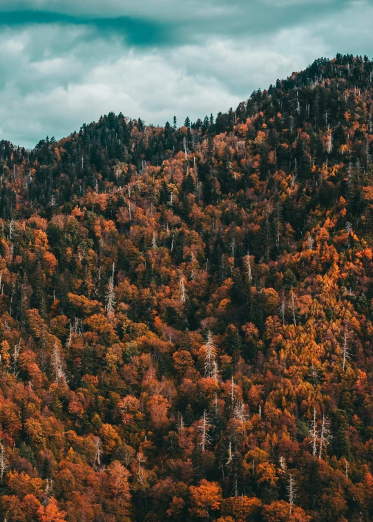 a large mountain side with colorful trees