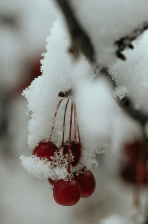 some cherries hanging from a nch covered in snow