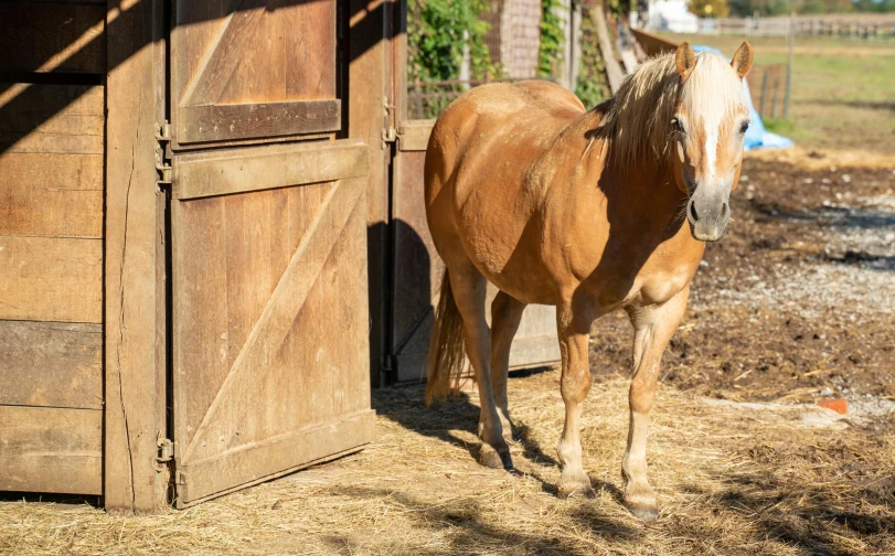 an adult horse stands in the dirt with its rear feet on the barn door