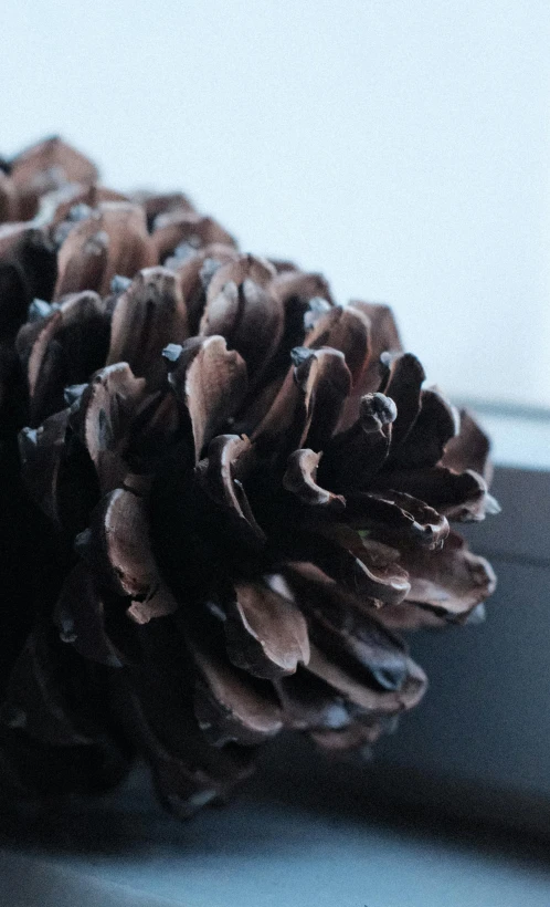 a close up s of a large pine cone on the windowsill