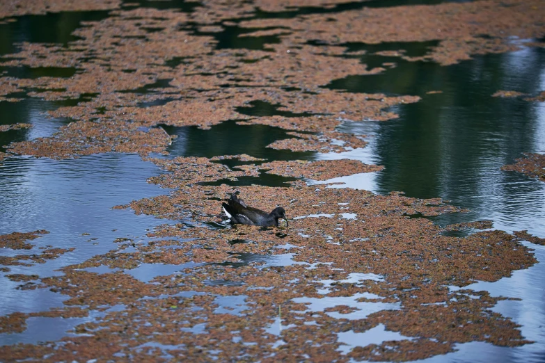 a duck swimming on the surface of a body of water