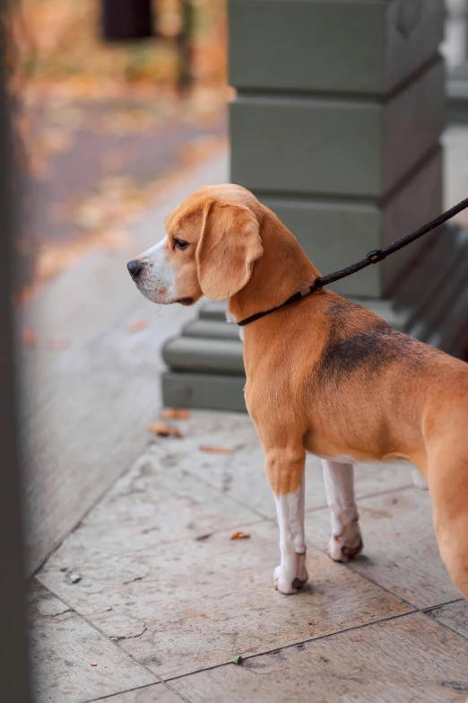 a brown dog on a leash looking at the ground