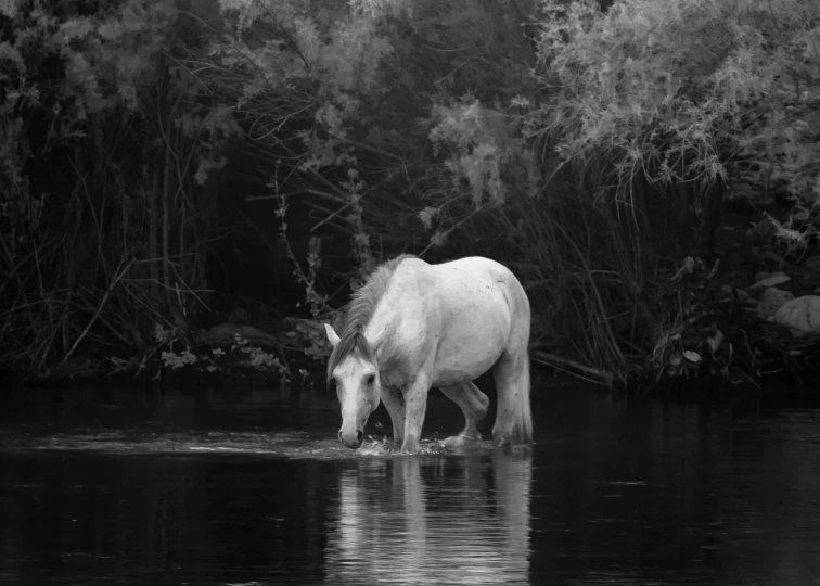 a horse standing in water with bushes behind him