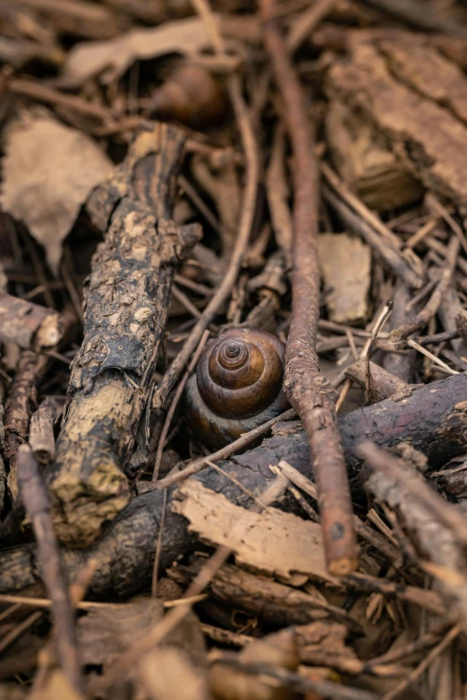 some brown plants and dirt with a snail in it