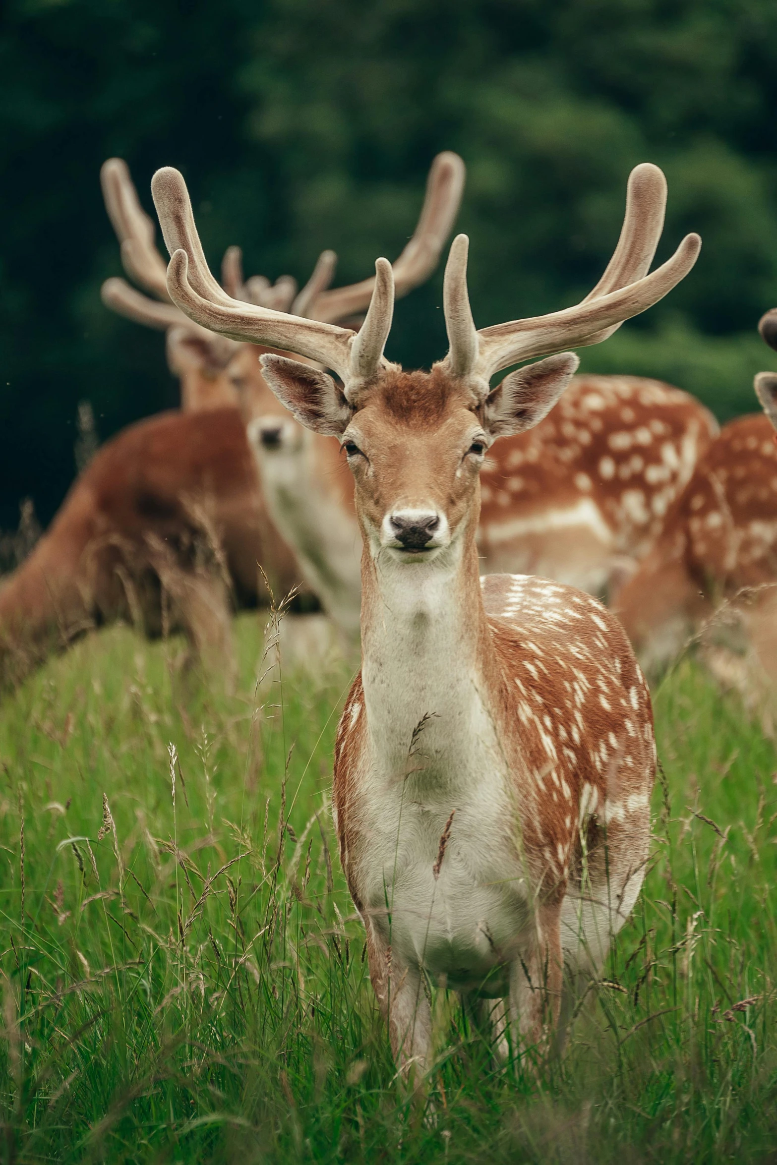 several deer in the woods stand and stare