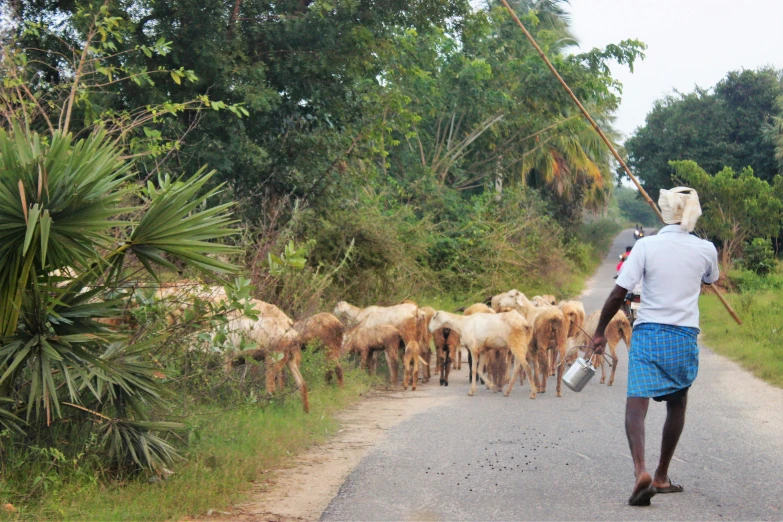 a man herding a flock of sheep down the road