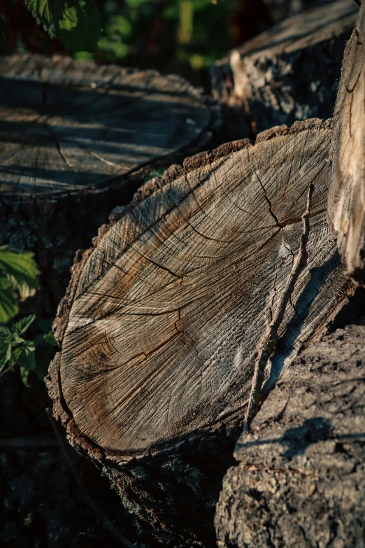 a wood log sitting on top of some rocks