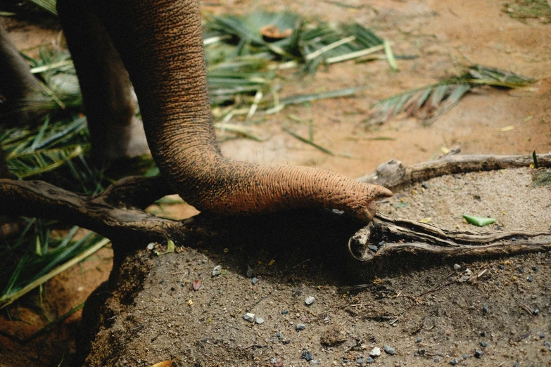 an elephant is standing next to a tree trunk