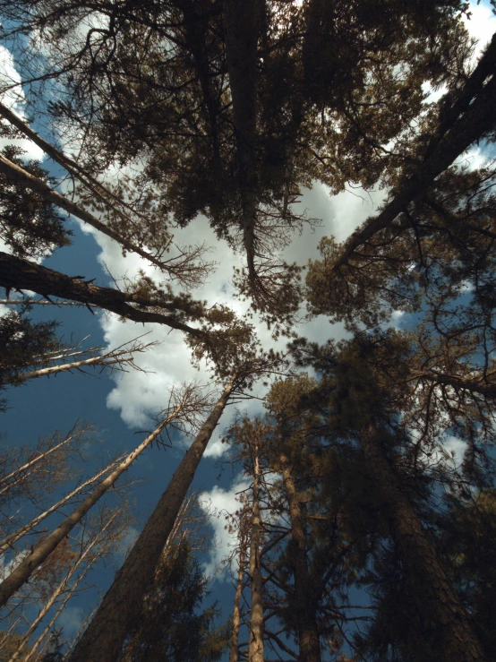 the view of the trees from below, looking upward