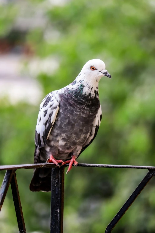 a bird sits on top of a metal rail