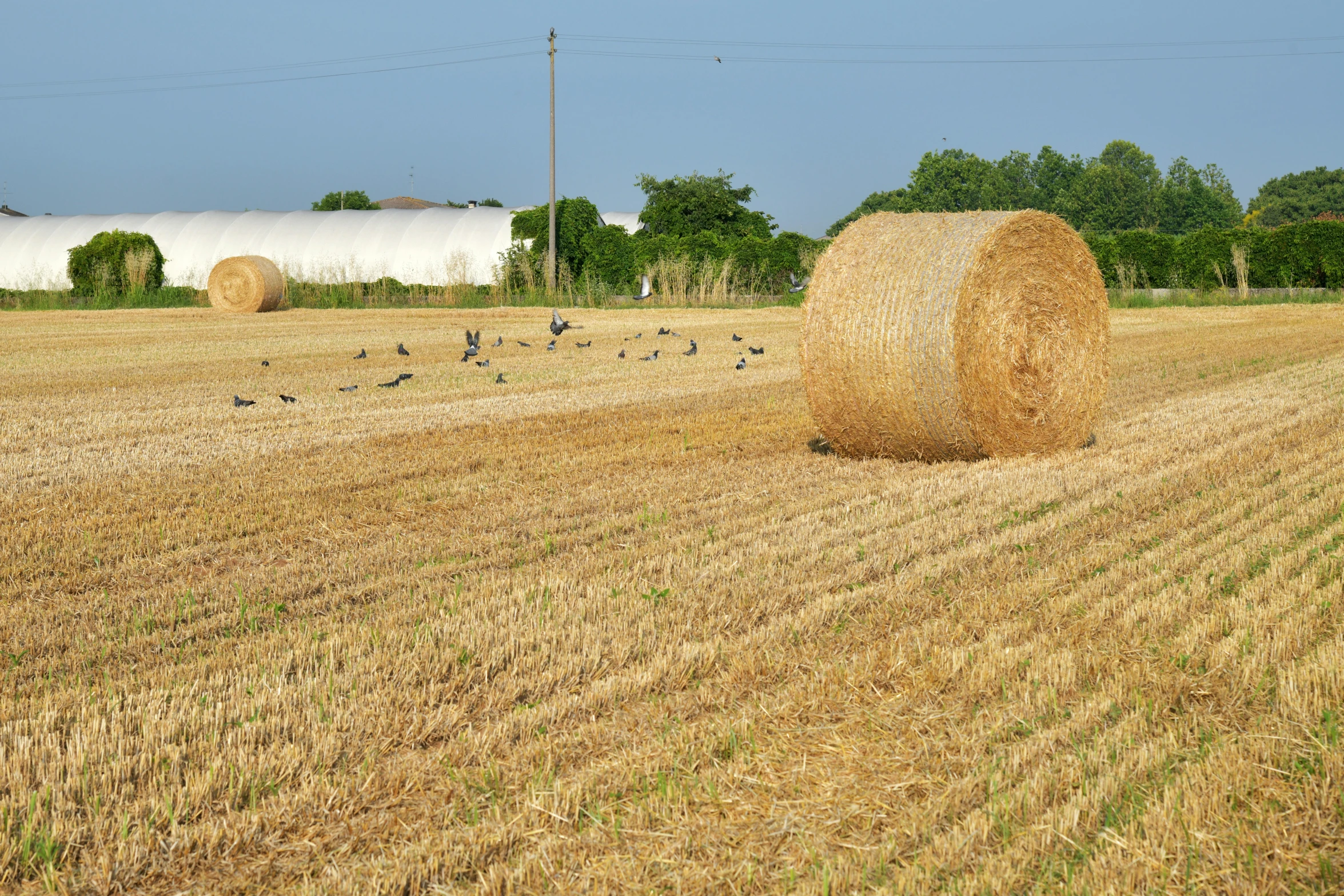 large hay bales on farm field in front of silo