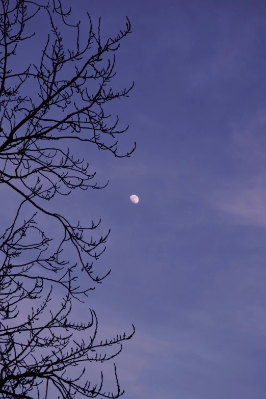 a tree nch is in the foreground with a half moon in the background