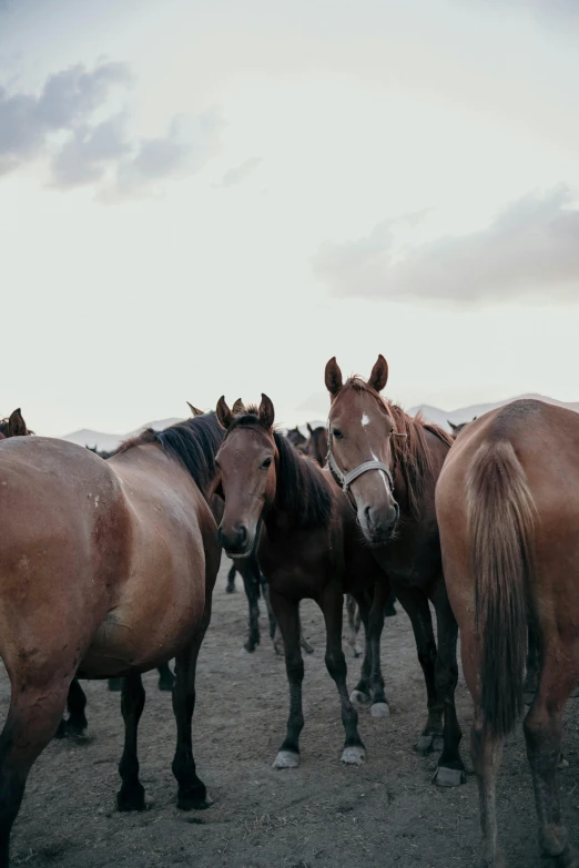 horses lined up together in a group on the ground