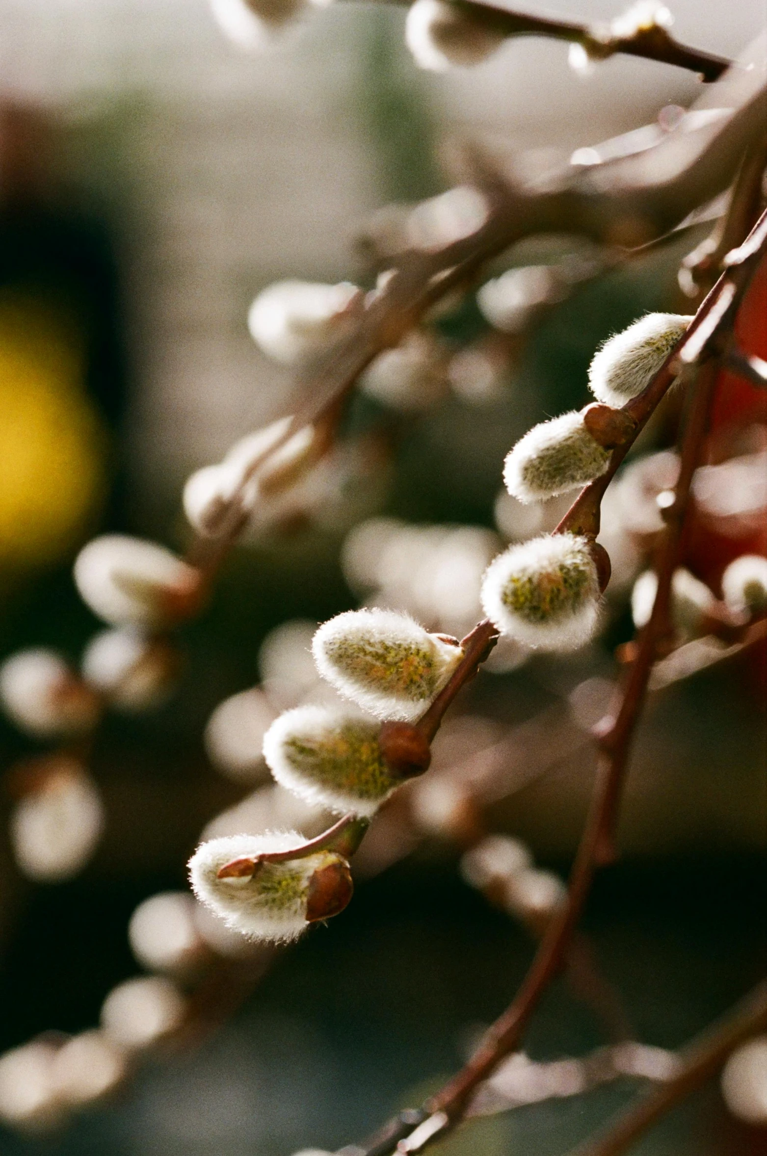 closeup image of several buds of a plant