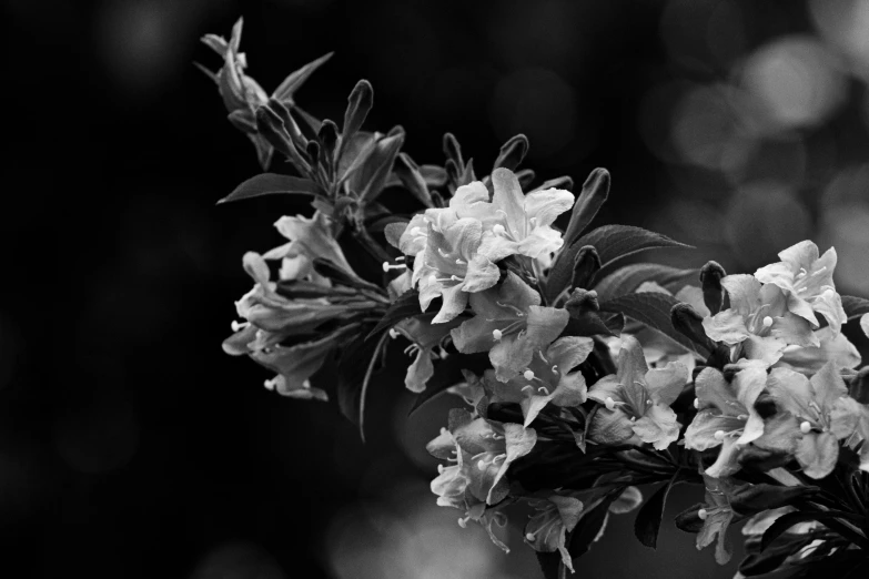 small white flowers are growing outside on some stems